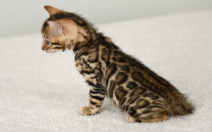 Bengal kitten for sale